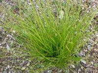 Ostřice bílá (Carex alba)