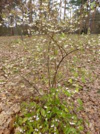 Zimolez vonný (Lonicera fragrantissima)