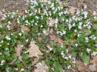 Violka vonná 'Alba'