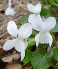Violka vonná 'Alba'