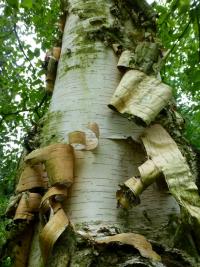 Bříza papírovitá (Betula papyrifera var kenaica)