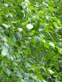 Bříza papírovitá (Betula papyrifera var kenaica)