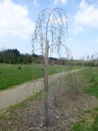 Bříza bělokorá tmavá - habitus (Betula pendula var obscura)
