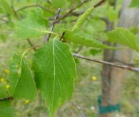 Bříza bělokorá tmavá - větévky s listy a jehnědy (Betula pendula var obscura)