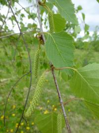 Bříza bělokorá tmavá - větévky s listy a jehnědy (Betula pendula var obscura)