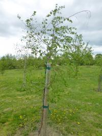 Bříza bělokorá tmavá - habitus (Betula pendula var obscura)