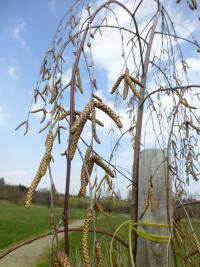 Bříza bělokorá tmavá - větévky s jehnědy (Betula pendula var obscura)