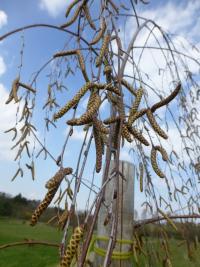 Bříza bělokorá tmavá - větévky s jehnědy (Betula pendula var obscura)