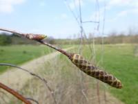 Bříza bělokorá tmavá - větévka s pupenem a jehnědem (Betula pendula var obscura)