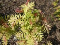 Tavolníkovec jeřábolistý 'Sem' (Sorbaria sorbifolia)