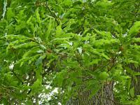Dub zimní 'Mespilifolia' (Quercus petraea)