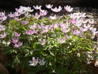 Sasanka hajní 'Pink from Wisley' (Anemone nemorosa)