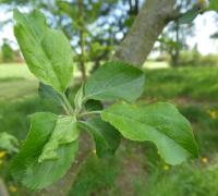 Jabloň lesní - větévka s listy (Malus sylvestris)