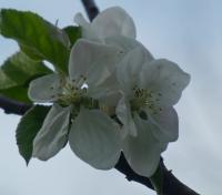 Jabloň lesní - větévka s květy (Malus sylvestris)