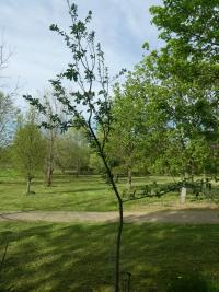 Jabloň lesní (Malus sylvestris)