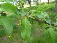 Jabloň lesní (Malus sylvestris)