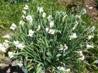 Narcis 'Tullyberg' - Poeticus narcisy (Narcissus)