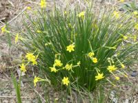 Narcis trojmužný 'Hawera' (Narcissus triandrus)