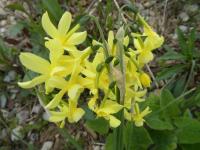 Narcis trojmužný 'Hawera' (Narcissus triandrus)