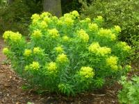 Pryšec bahenní 'Wallenburgs Glory' (Euphorbia palustris)
