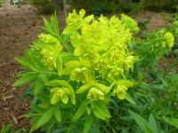 Pryšec bahenní 'Wallenburgs Glory' (Euphorbia palustris)