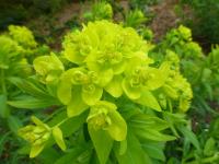 Pryšec bahenní 'Wallenburgs Glory' - květ (Euphorbia palustris)