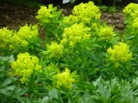 Pryšec bahenní 'Wallenburgs Glory' (Euphorbia palustris)