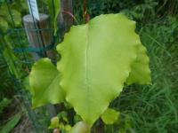 Topol kanadský 'Serotina Aurea' - list (Populus x canadensis)