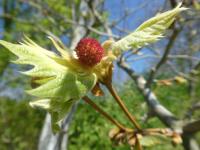 Platan javorolistý 'Suttneri' - větévka s květem (Platanus x hispanica)