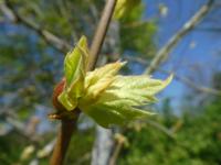 Platan javorolistý 'Suttneri' - větévka s mladým listem (Platanus x hispanica)
