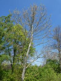 Platan javorolistý 'Suttneri' - jarní habitus (Platanus x hispanica)