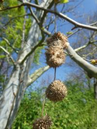 Platan javorolistý 'Suttneri' - staré plody (Platanus x hispanica)