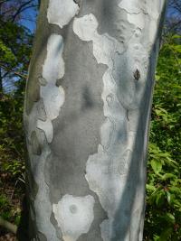 Platan javorolistý 'Suttneri' - kmen (Platanus x hispanica)