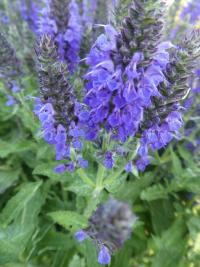 Šalvěj hajní 'Marcus' (Salvia nemorosa)