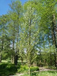 Topol kanadský 'Robusta' (Populus x canadensis)