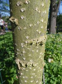 Topol kanadský 'Robusta' - borka (Populus x canadensis)