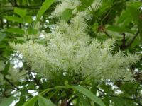 Jasan zimnář - větévky s květy (Fraxinus ornus)