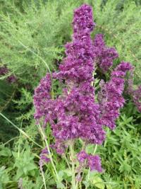 Šalvěj hajní 'Plumosa' (Salvia nemorosa)