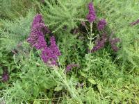 Šalvěj hajní 'Plumosa' (Salvia nemorosa)