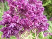 Šalvěj hajní 'Plumosa' - květ (Salvia nemorosa)