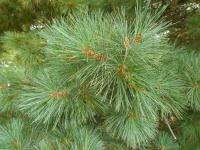 Borovice vejmutovka 'Radiata' - jehlice (Pinus strobus)