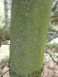Borovice vejmutovka 'Radiata' - borka (Pinus strobus)