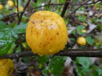 Kdoulovec japonský 'Cido Red' - plod (Chaenomeles japonica)