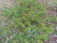 Kdoulovec japonský 'Cido Red' (Chaenomeles japonica)