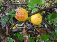 Kdoulovec japonský 'Cido Red' - větévka s plody (Chaenomeles japonica)