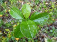 Kdoulovec japonský 'Cido Red' - list (Chaenomeles japonica)