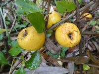 Kdoulovec japonský 'Cido Red' - větévka s plody (Chaenomeles japonica)