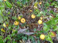 Kdoulovec japonský 'Cido Red' (Chaenomeles japonica)