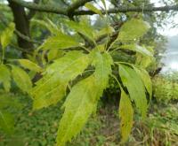 Jasan ztepilý 'Diversifolia' - větévka s podzimním listem (Fraxinus excelsior)