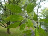 Jasan ztepilý 'Diversifolia' - větévka s listy (Fraxinus excelsior)
